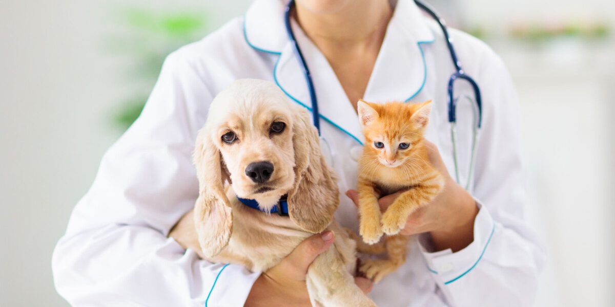 assurance chien et chat + Vétérinaire examinant chien et chat. Chiot et chaton chez le vétérinaire. Animal clinic. Pet check up and vaccination. Health care for dogs and cats.